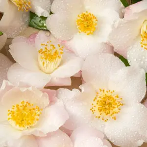 Camellia 'Winter Perfume Pearl'